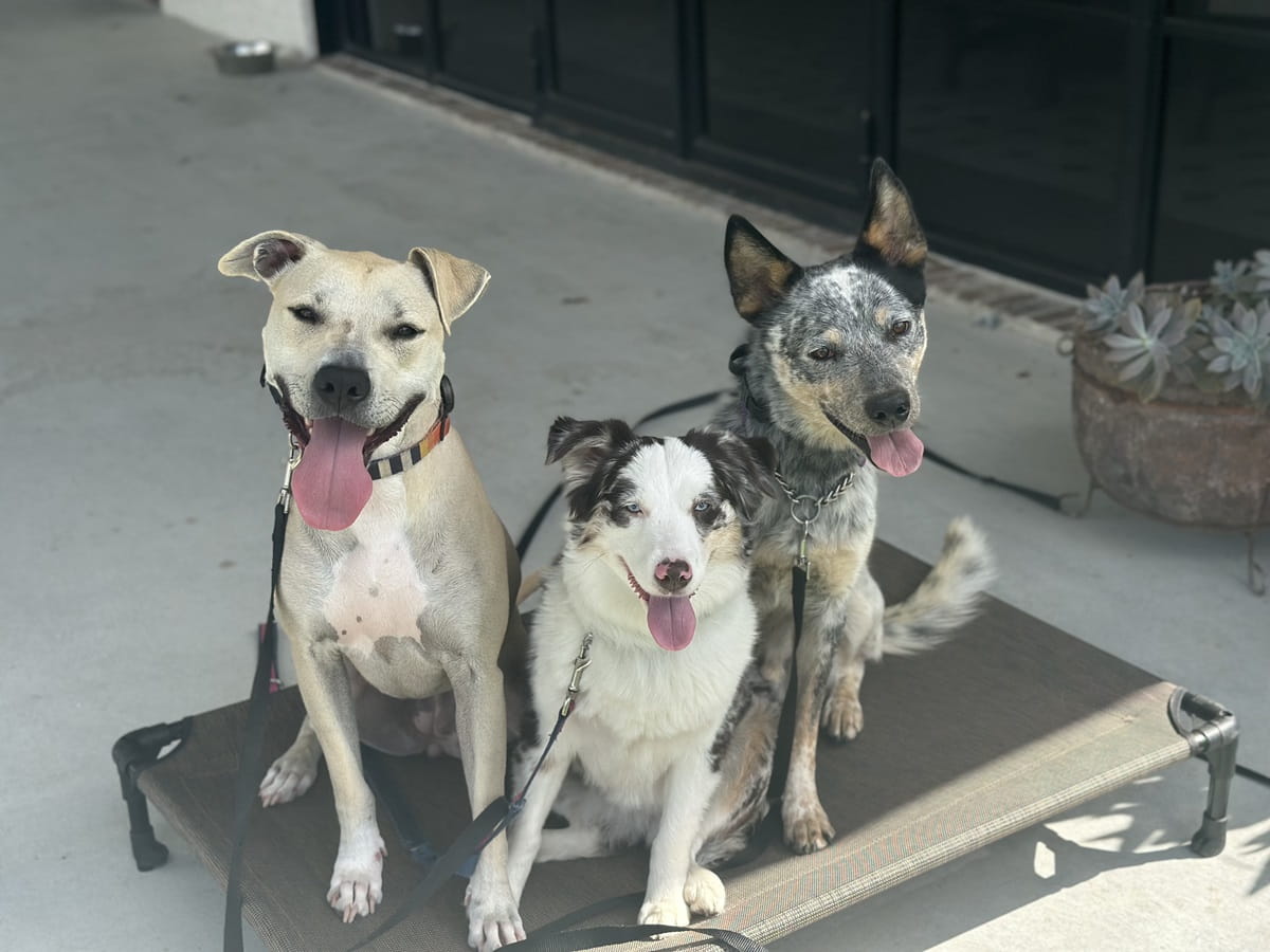 Socializing your pup.. Why it’s important and how to do it