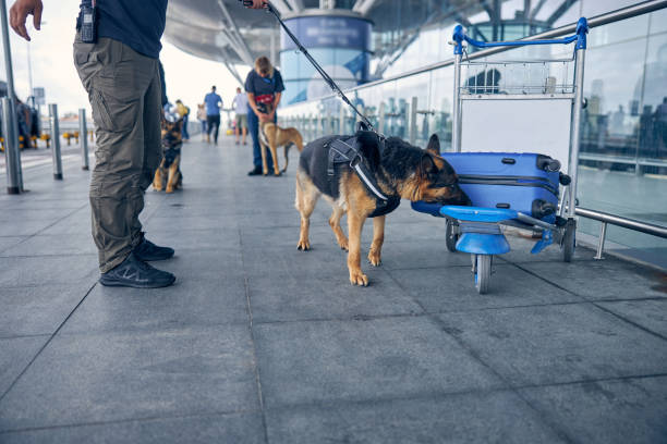 Airport security worker and German Shepherd dog searching for drugs in travel suitcase