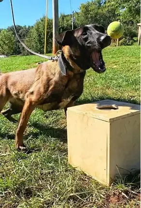 https://thedogschool.net/wp-content/uploads/2026/03/Calm-obedient-canines-undergoing-group-dog-training.webp