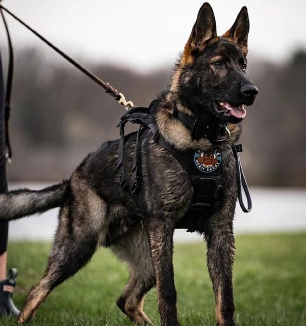 https://thedogschool.net/wp-content/uploads/2026/03/Who-we-serve.webp