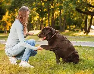 Dog trainer sitting with brown dog and rewarding calm behavior during obedience training outdoors