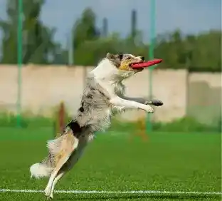 Dog jumping in air to catch frisbee during active training exercise on field