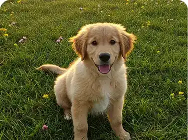 Golden retriever puppy sitting on grass during early potty and basic puppy training session
