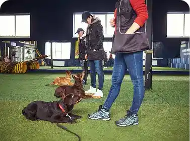 Dog trainer working with multiple dogs during basic obedience training indoors