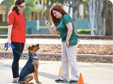 One-on-one private dog training session with trainer and dog practicing commands outdoors