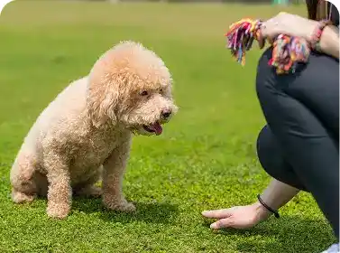 Trainer consulting with small puppy during behavior assessment on grass