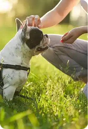 Trainer giving treat to white dog practicing obedience training in grassy park